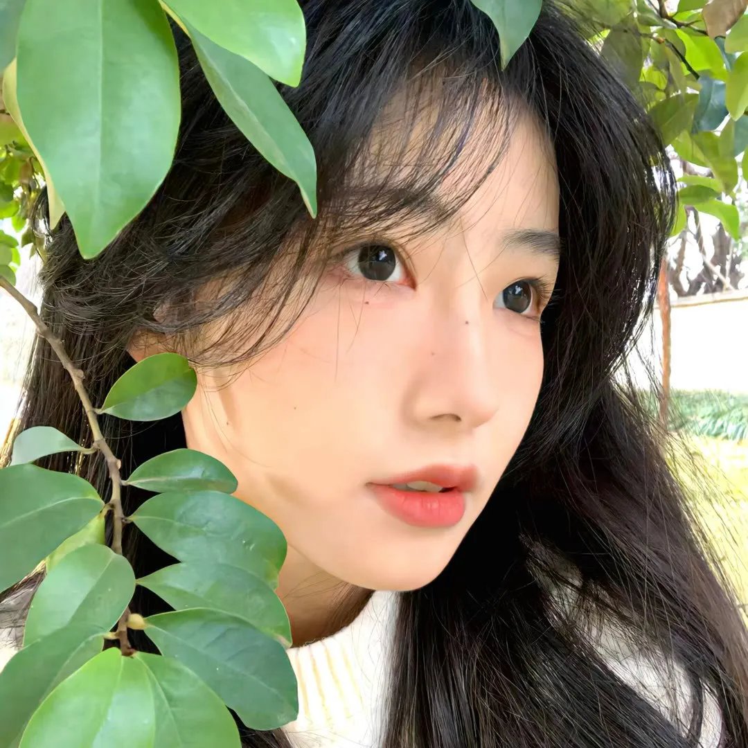 女王鲨